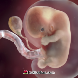 رشد جنین در سه ماهه اول دوران بارداری