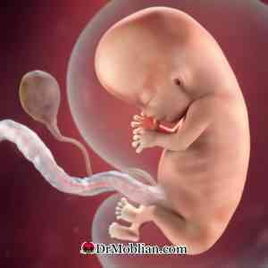 رشد جنین در سه ماهه اول دوران بارداری