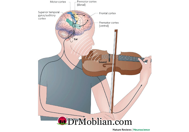 موسیقی و کارکرد مغز 2